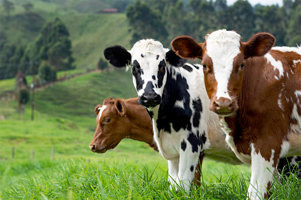 Livestock / Equine